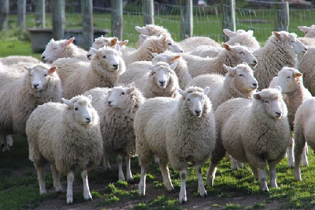 quality growers suriname lamb